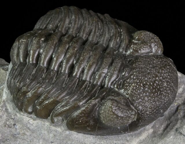 Long Eldredgeops Trilobite - Paulding, Ohio #68371
